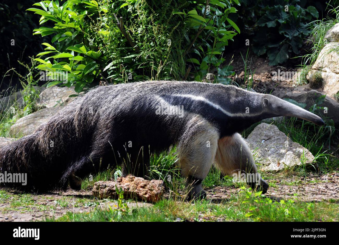 ANTENATO GIGANTE, MARWELL ZOO, HAMPSHIRE MIKE WALKER IMMAGINI, 2011 Foto Stock