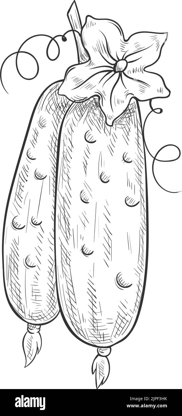Cetriolo intero schizzo vegetale isolato. Cetriolo vettoriale o cetriolo di cetriolo Illustrazione Vettoriale