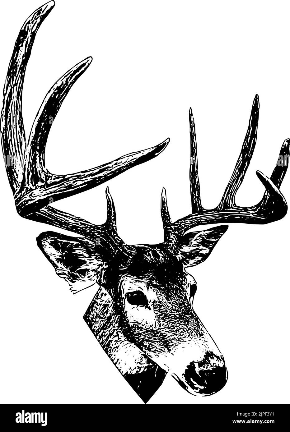 Testa di cervo maschio con corna Illustrazione Vettoriale