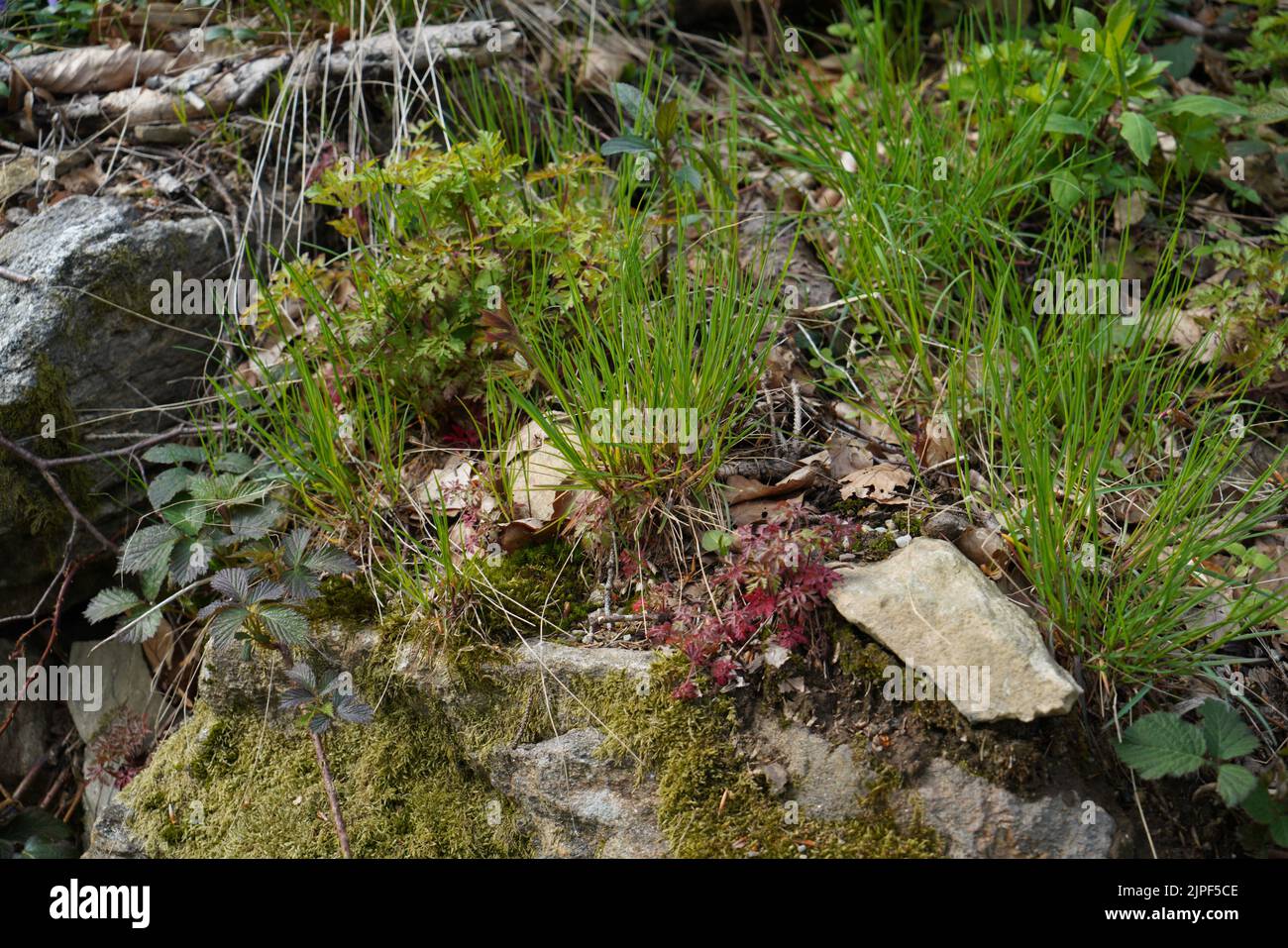 Un primo piano di un terreno pieno di diversi tipi di foglie d'erba e piante nella foresta Foto Stock