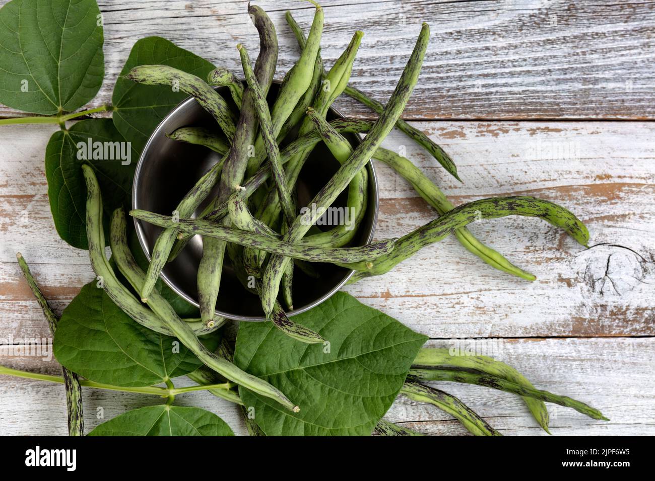 La struttura riempita di fagioli verdi del picchiadone del serpente scorre fuori dalla ciotola di acciaio inossidabile su legno rustico bianco Foto Stock