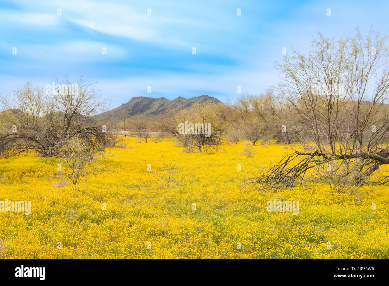 In primavera fioriscono i bottoni in ottone (Cotula coronopifolia). Fiori gialli selvatici fioriscono nel prato con montagna backgroun. Foto Stock