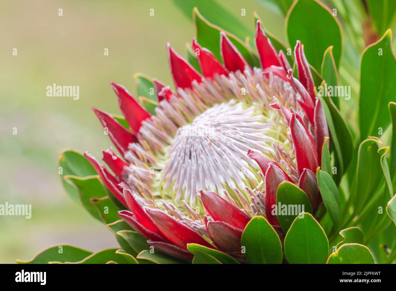 Primo piano di Re protea, Protea cynaroides nel giardino delle Hawaii Foto Stock