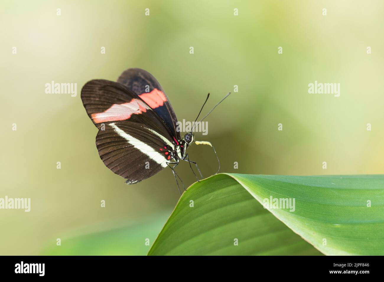 Farfalla rossa Postman (Heliconeus erato) Foto Stock
