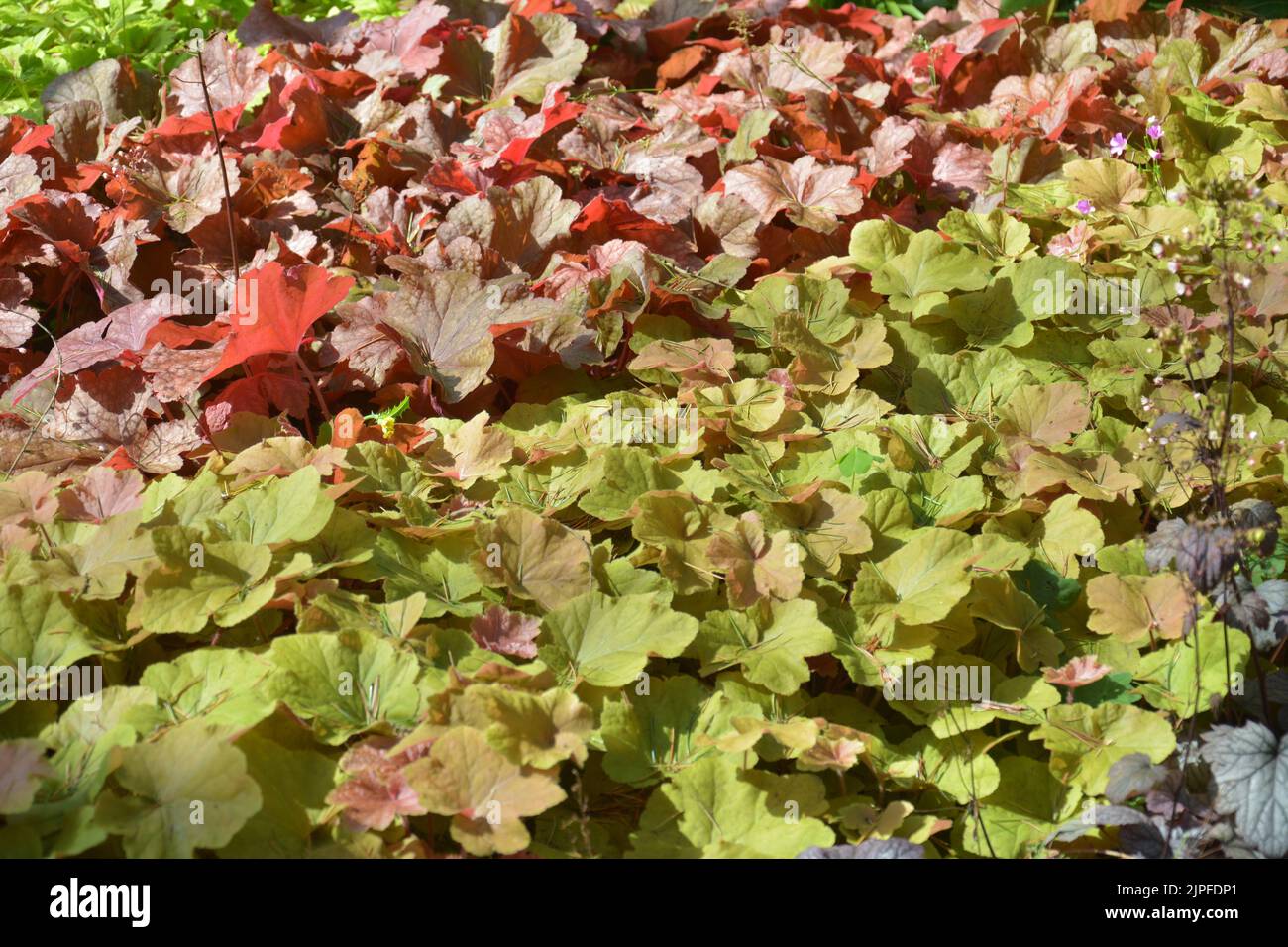 le foglie rosse e verdi sembrano fiori nelle giornate di sole Foto Stock