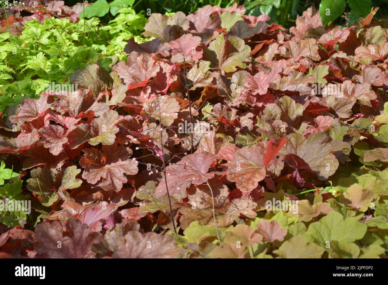 la pianta a foglia rossa assomiglia a un fiore nel terreno nel pomeriggio di sole Foto Stock