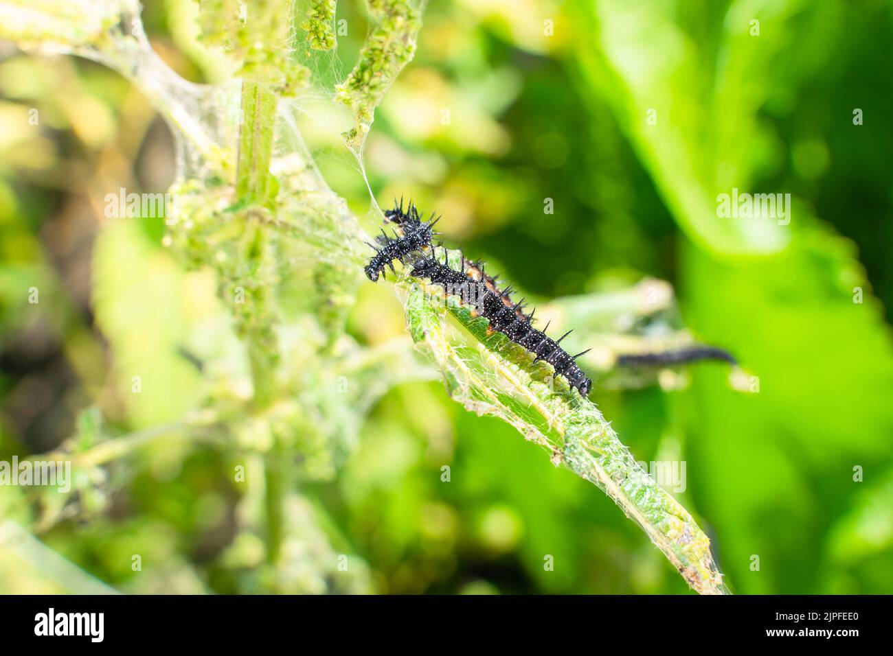 Le foglie di ortica si avvicinano a quelle mangiate dai pilastri neri con spine e puntini bianchi. Fase del bruco alla farfalla di pavone Foto Stock