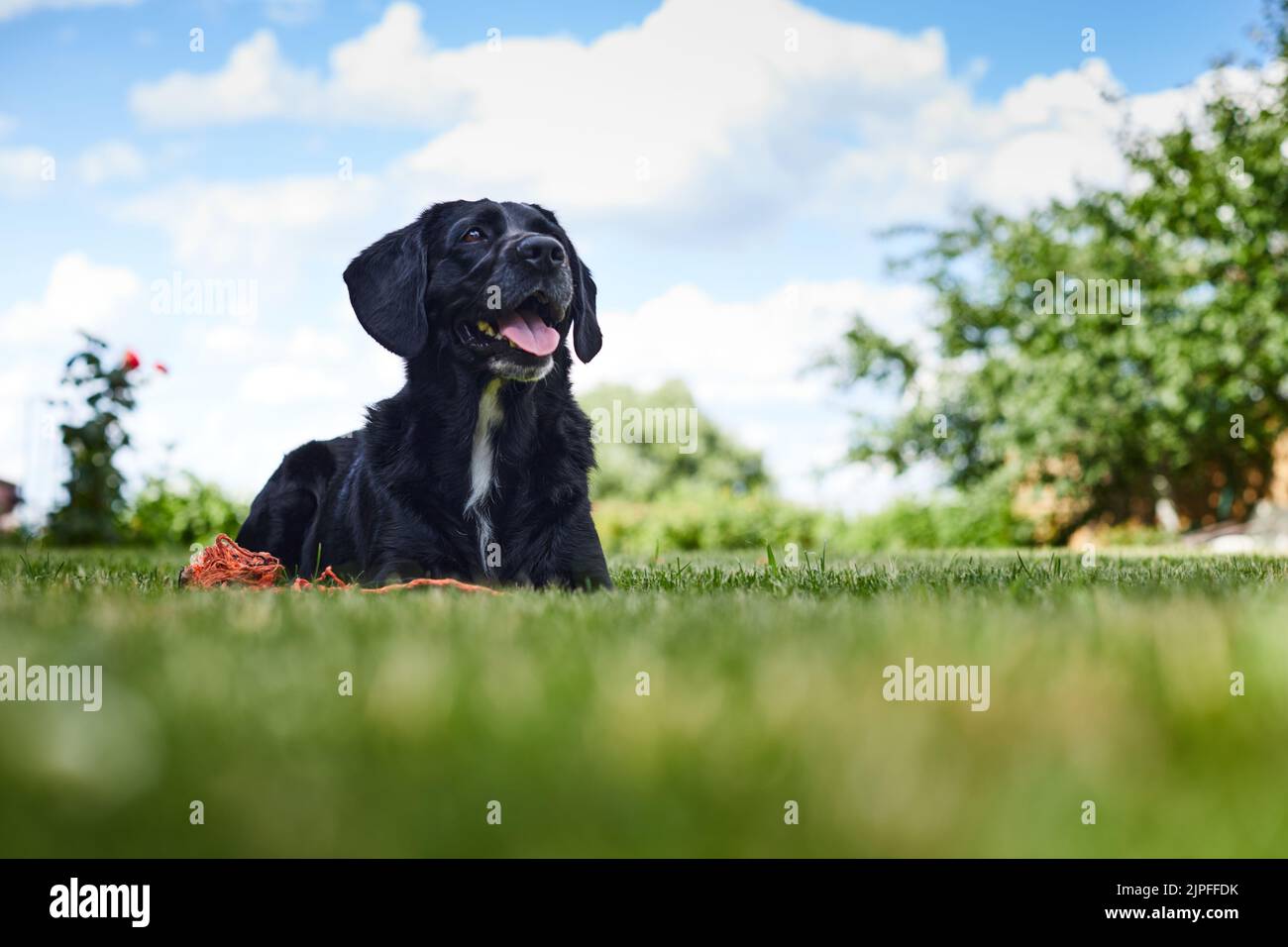 Un giovane e bello labrador Retriever su una proprietà di campagna si trova sul prato dopo una partita. Vista frontale. Foto Stock