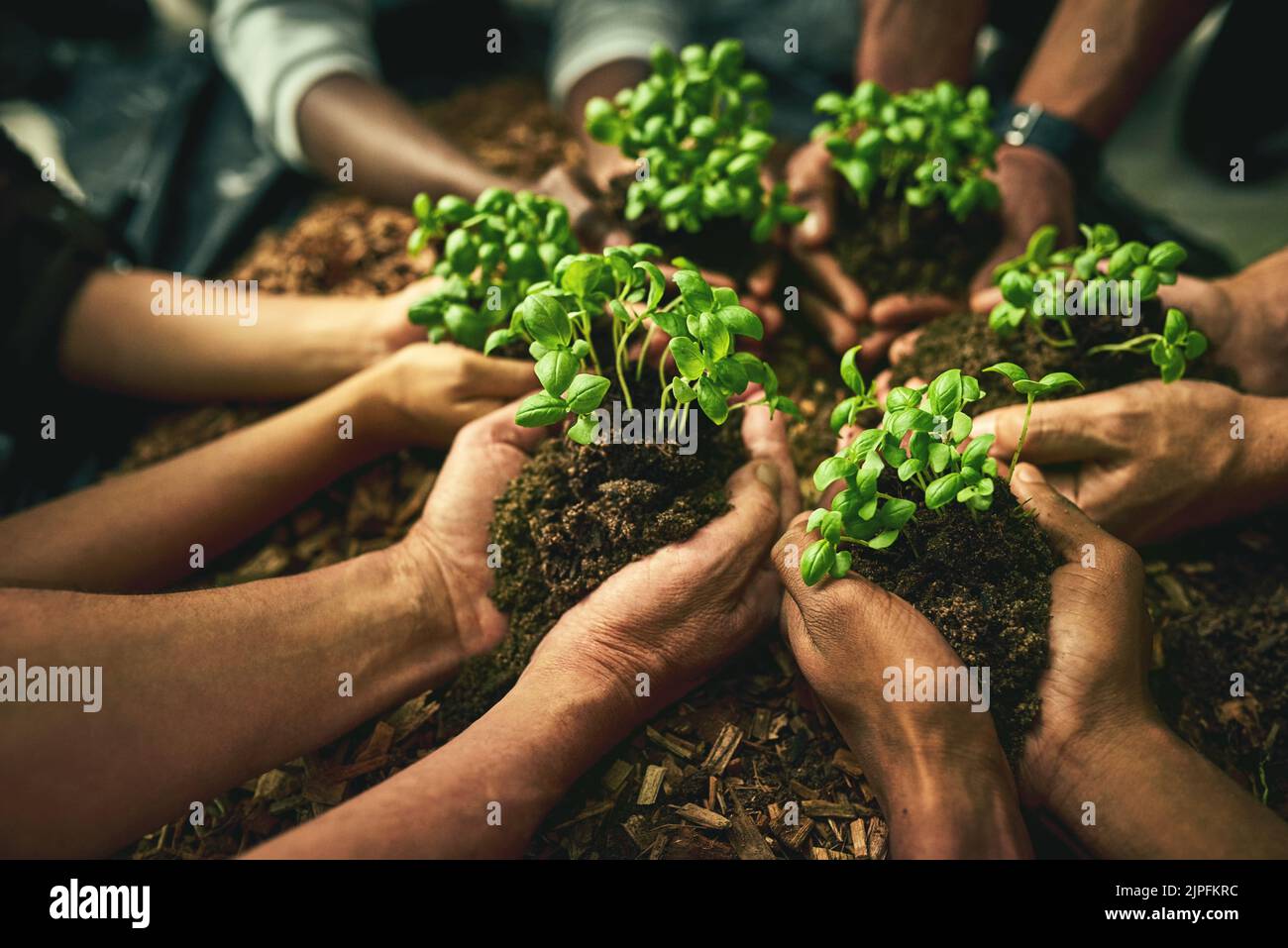 Un gruppo diversificato di persone sostenibili che detengono piante in un ambiente ecologico per la conservazione della natura. Primo piano di mani che piantano in suolo fertile Foto Stock