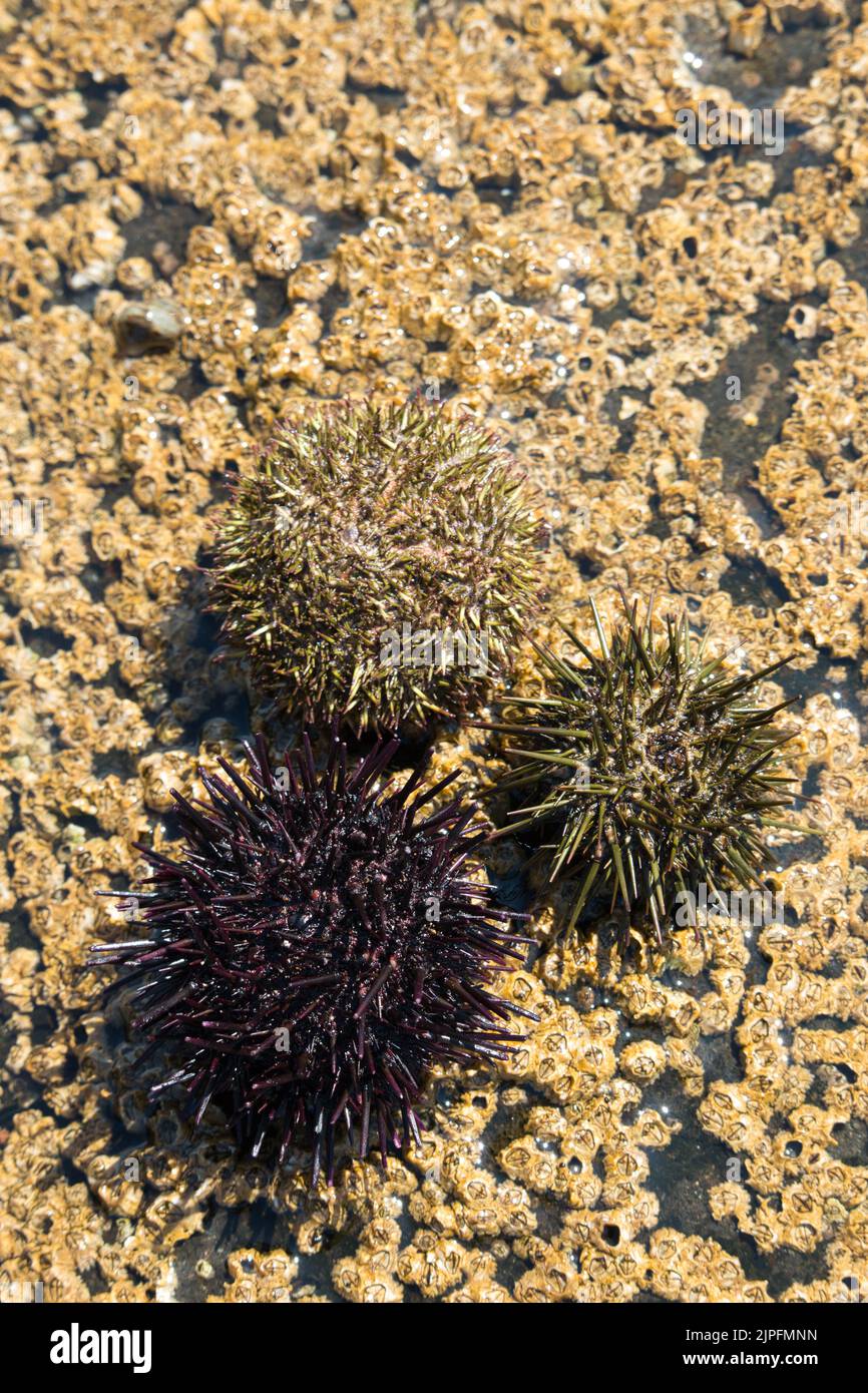 Ricci di mare su barnacoli sulla roccia Foto Stock