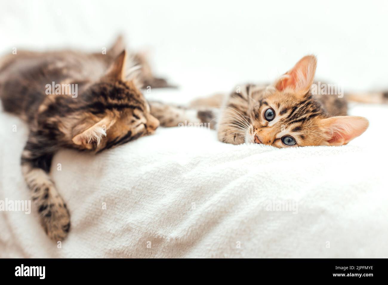 Due piccoli gattini bengala che dormono sulla coperta di pelliccia bianca Foto Stock