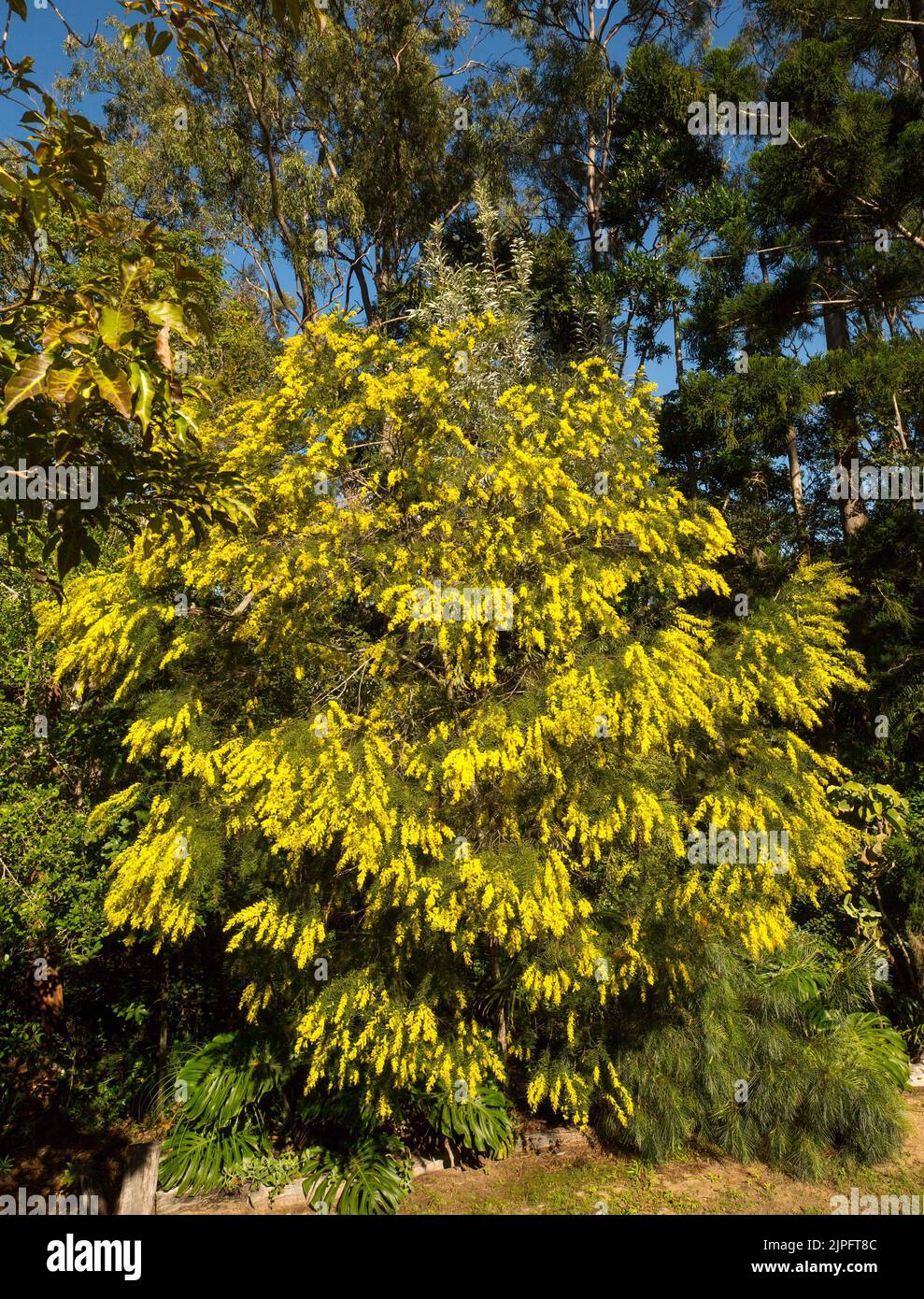 Acacia fimbriata, Brisbane Wattle, un arbusto nativo australiano / albero drappeggiato con masse di fiori profumati gialli Foto Stock