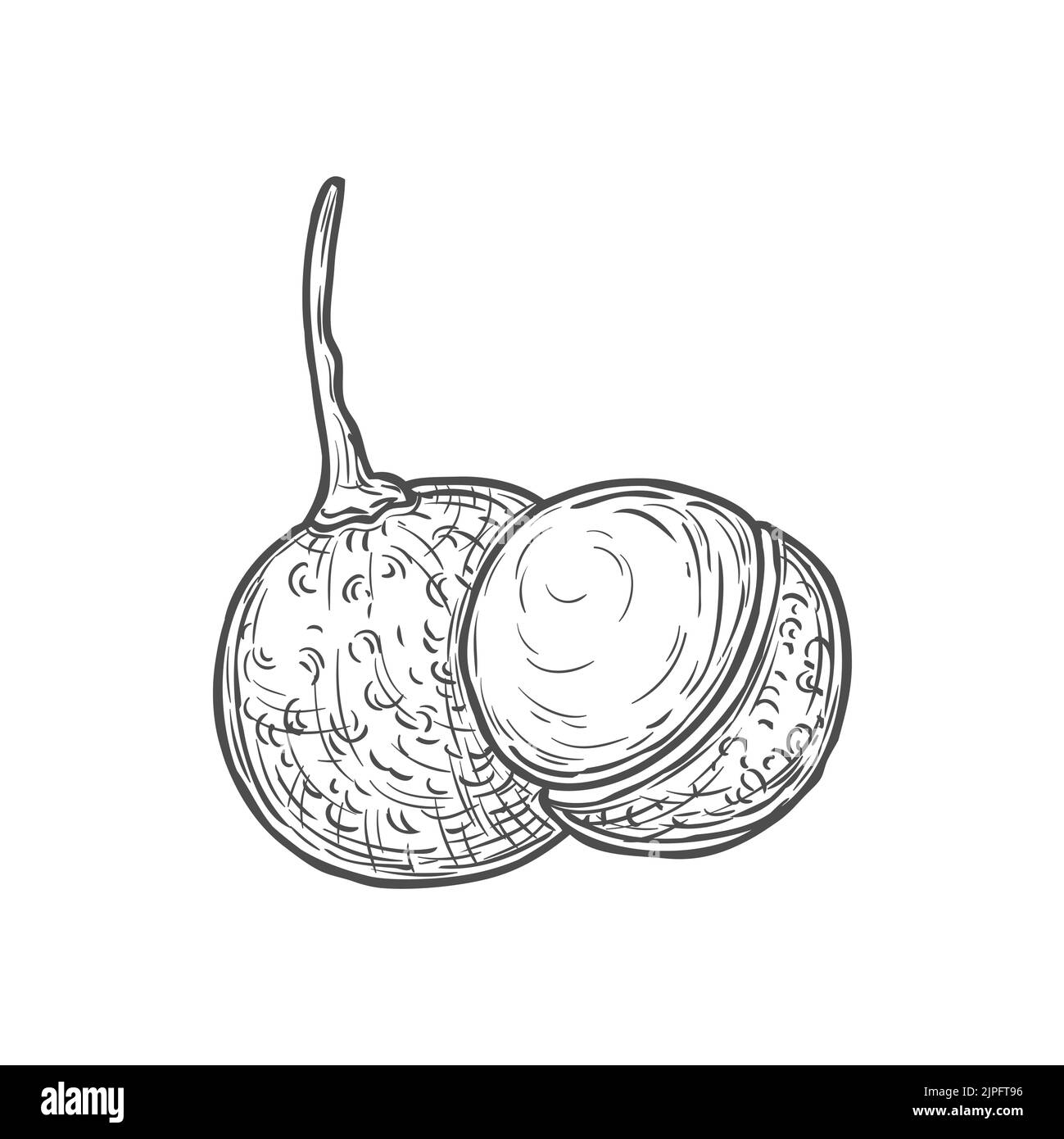 Jaboticaba frutta esotica isolato Jabuticaba icona schizzo monocromatico. Vector bacca a pelle spessa, jaboticaba frutta esotica, dolce intero e mezzo. Frutta brasiliana, jaboticabeira tropicale Illustrazione Vettoriale