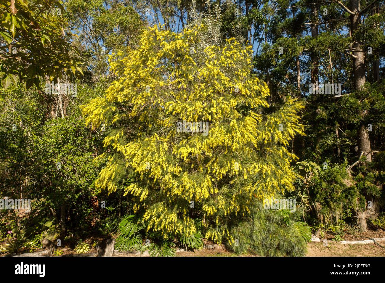 Acacia fimbriata, Brisbane Wattle, un arbusto nativo australiano / albero drappeggiato con masse di fiori profumati gialli Foto Stock