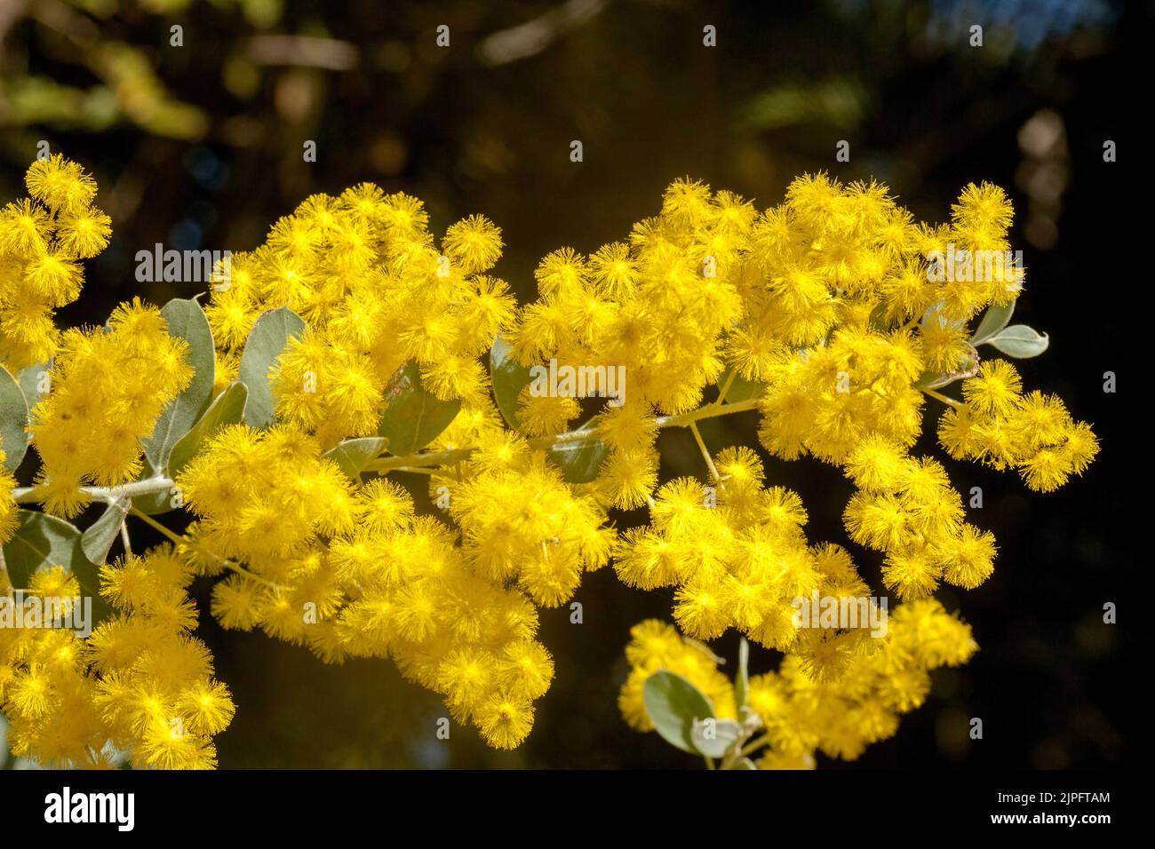 Massa di splendidi fiori profumati di giallo dorato di Acacia podalyriifolia, Queensland Silver Wattle / Mount Morgan Wattle, emblema floreale australiano Foto Stock