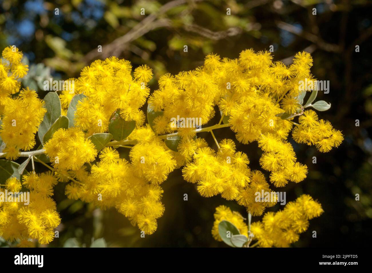 Massa di splendidi fiori profumati di giallo dorato di Acacia podalyriifolia, Queensland Silver Wattle / Mount Morgan Wattle, emblema floreale australiano Foto Stock