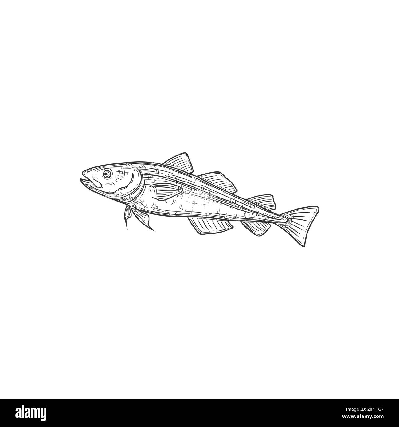 Pesce di mare navaga isolato schizzo monocromatico. Vettore Eleginus nawaga della famiglia del merluzzo, habitat marino disegnato a mano. Navaga pesce fresco, crudo, cotto o salato, temi alimentari. Disegno a matita Navaga-fish Illustrazione Vettoriale