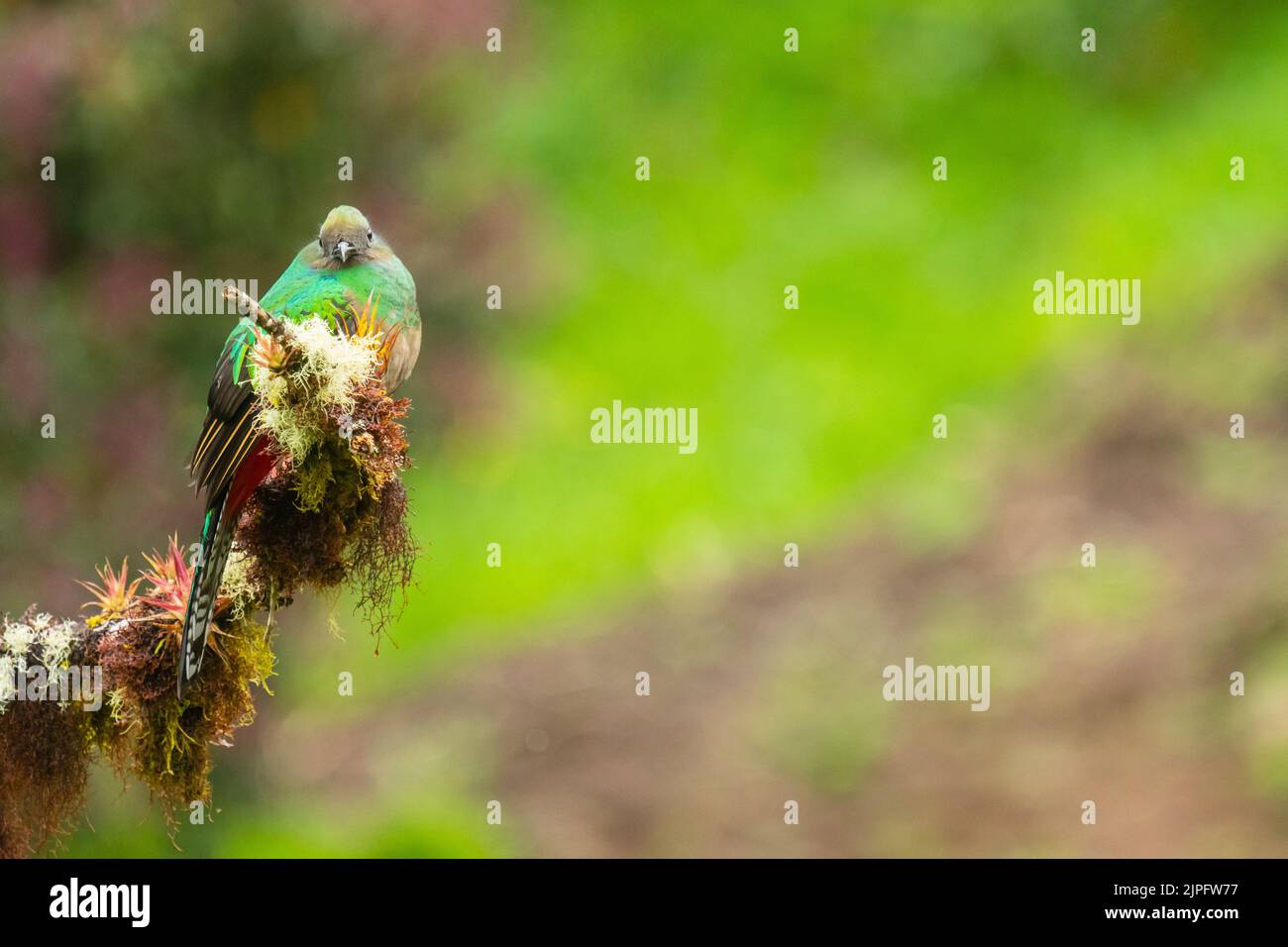 Una femmina splendente quetzal arroccato su un ramo con sullo sfondo un bel bokeh di vegetazione, Costa Rica Foto Stock