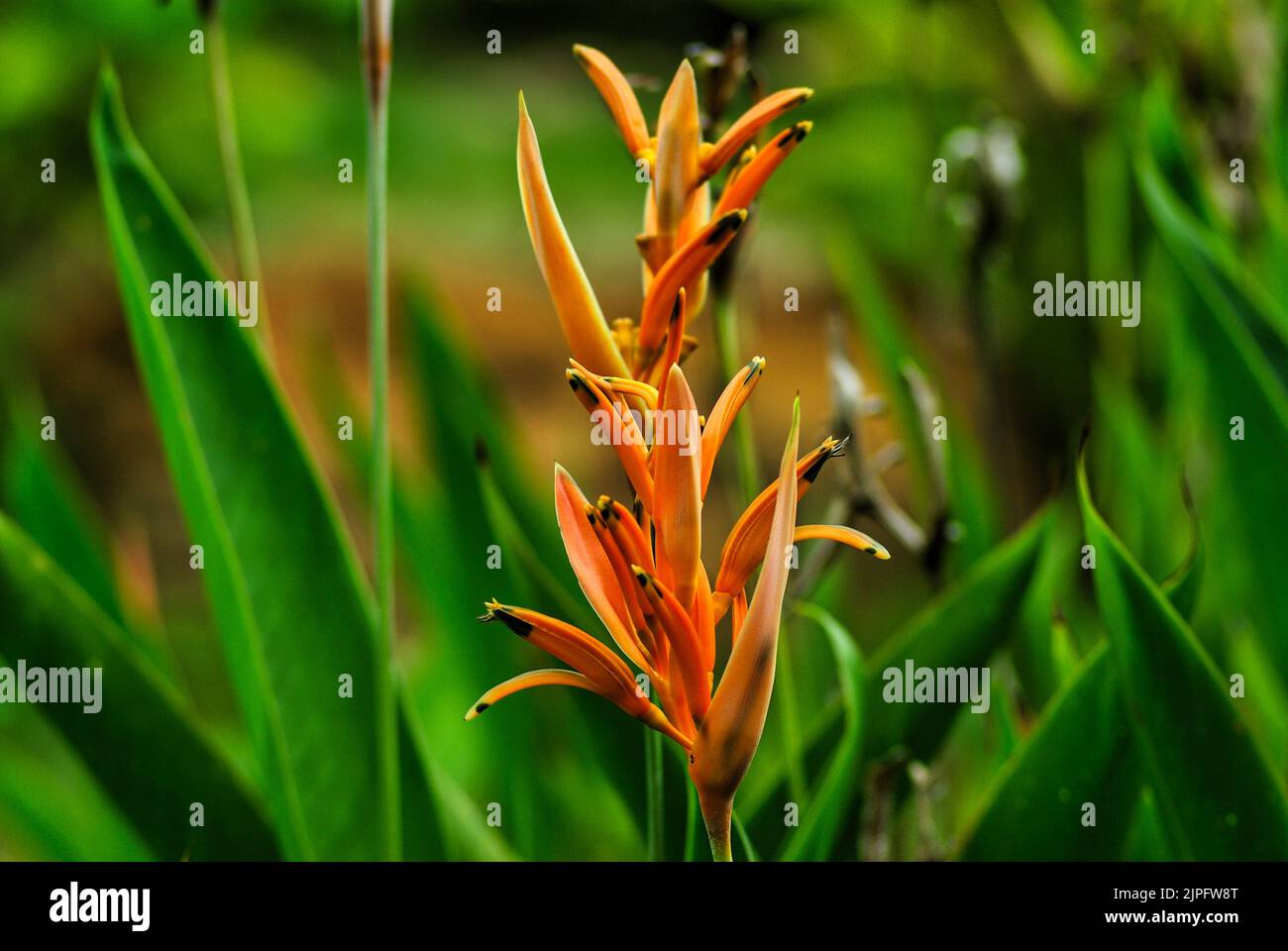 Heliconia metallica, heliconia, fiore, uccello del paradiso fiore, fiori d'arancio, foglie verdi, primi piani, fiore tropicale asiatico, romantico, fragrante Foto Stock