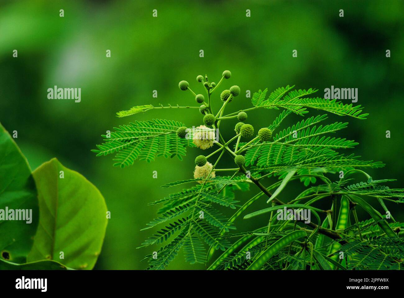 pianta verde tropicale snella, mimosa, foglie di pinna delicate, primo piano, erba, sanità, parco, sfondo verde, formato paesaggio, Foto Stock