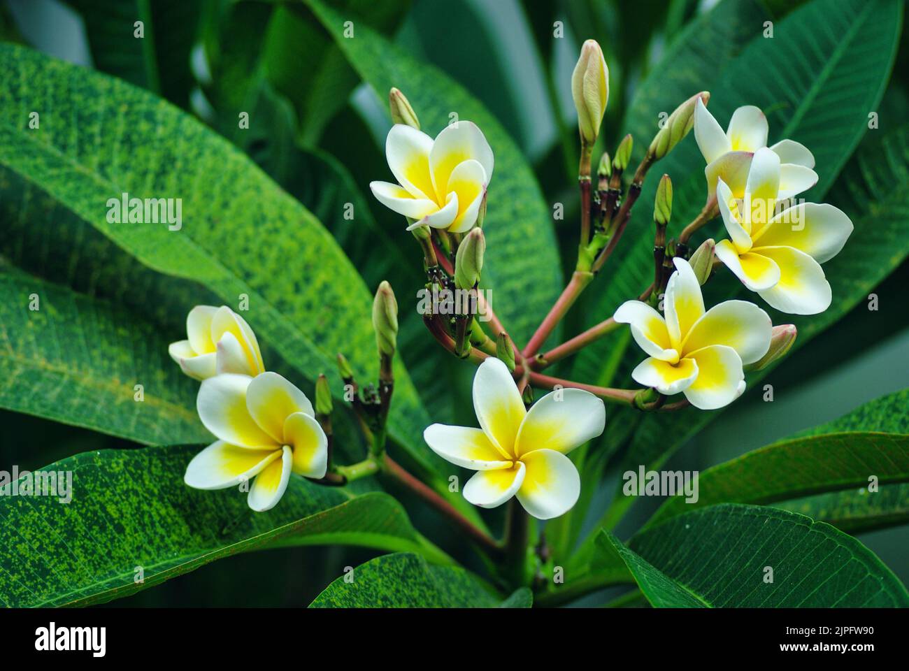 Frangipani, Plumeria rubra fiore, fiori bianchi gialli e boccioli con foglie verdi, per matrimoni, spa, giardino, viaggi, forma orizzontale Foto Stock