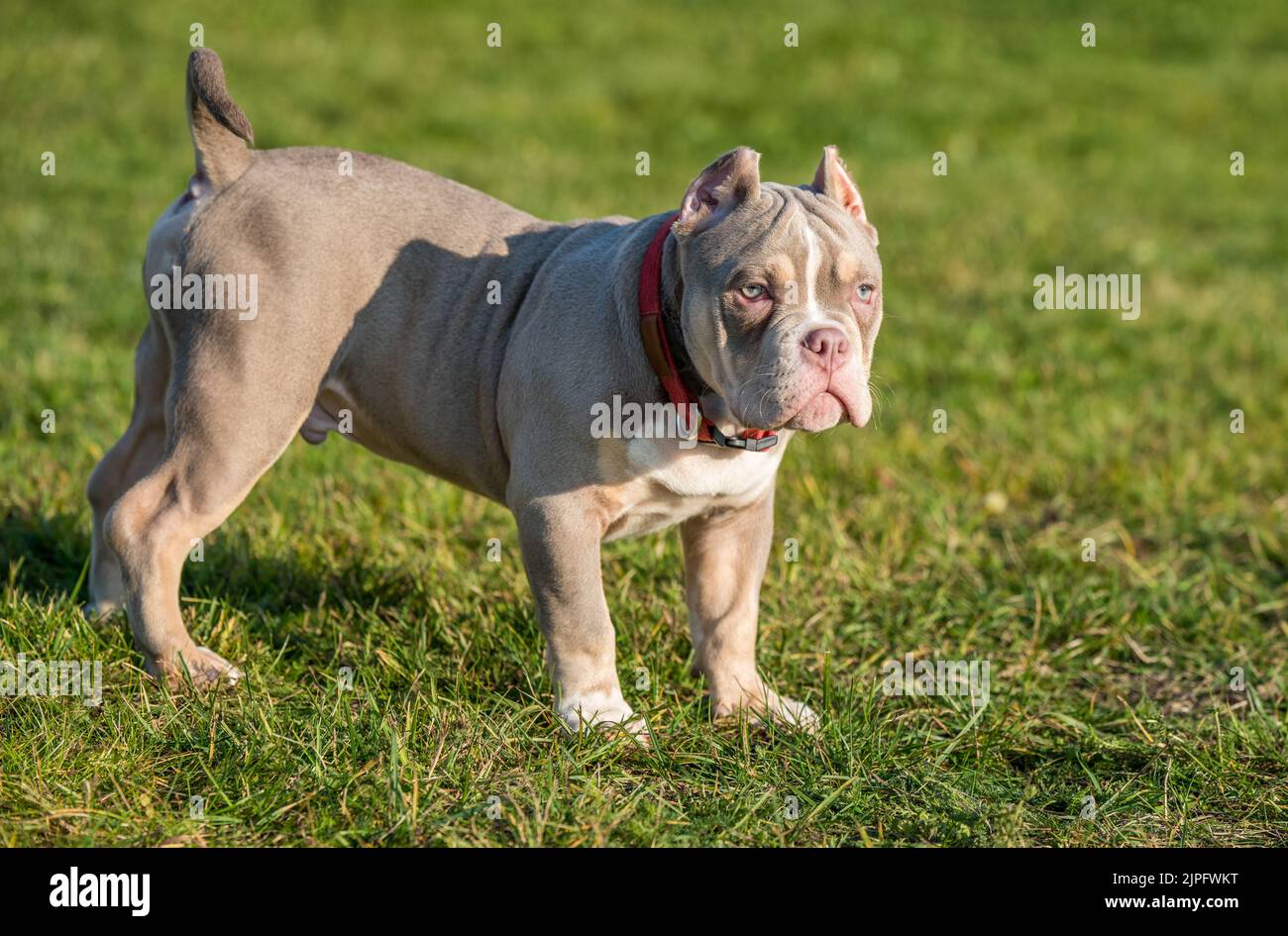 Un cane cucciolo americano Bully maschile della tasca è sull'erba Foto Stock