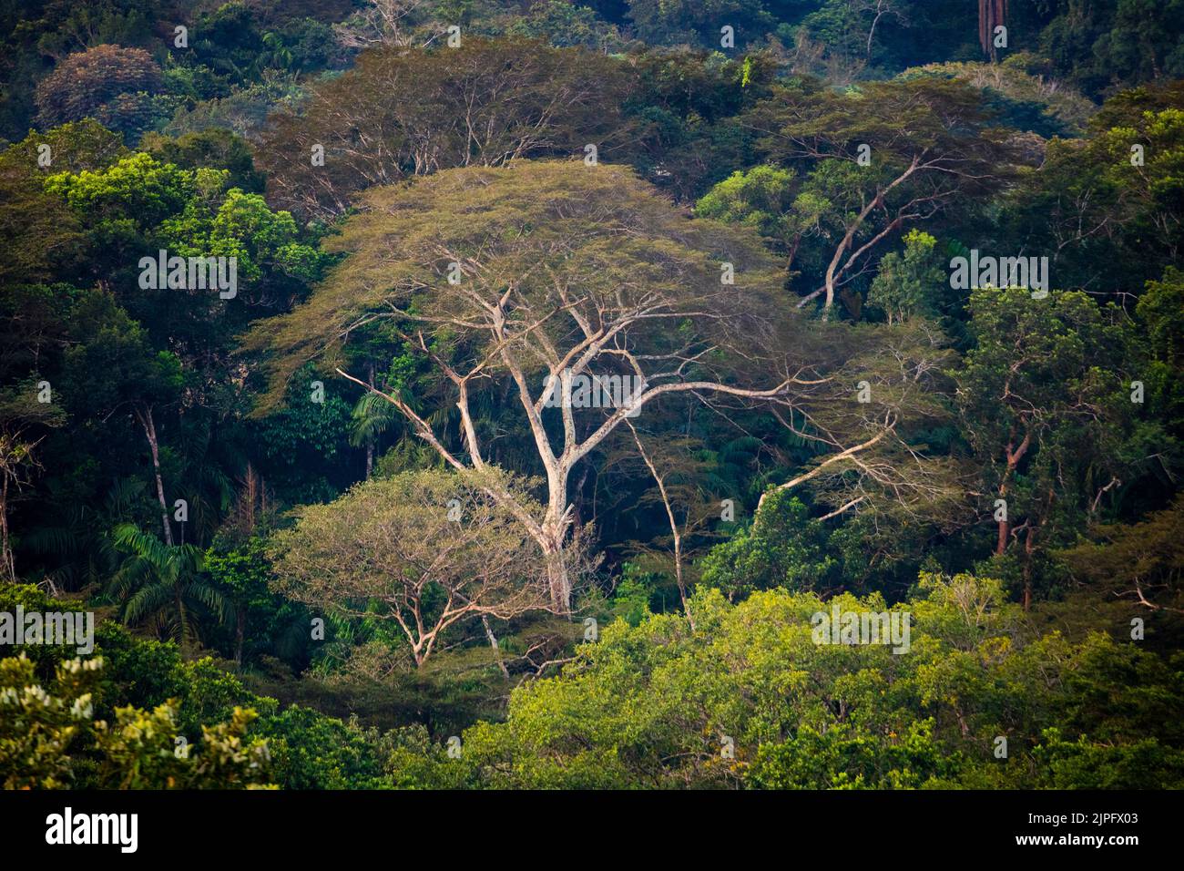 Paesaggio di Panama con foresta pluviale nella stagione delle piogge nel parco nazionale di Soberania, Repubblica di Panama, America Centrale. Foto Stock
