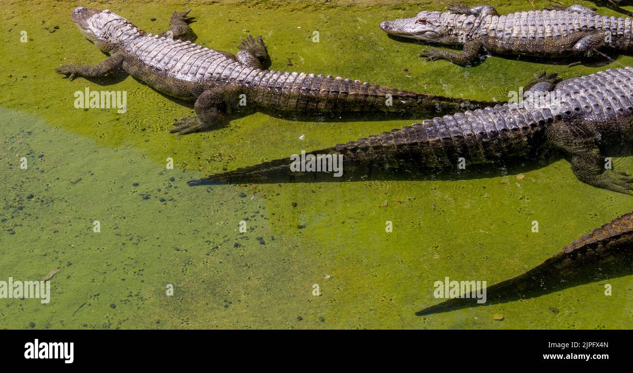 Alligatore del Mississippi in uno zoo che riposa sulla riva fangosa in un habitat naturale durante il giorno Foto Stock