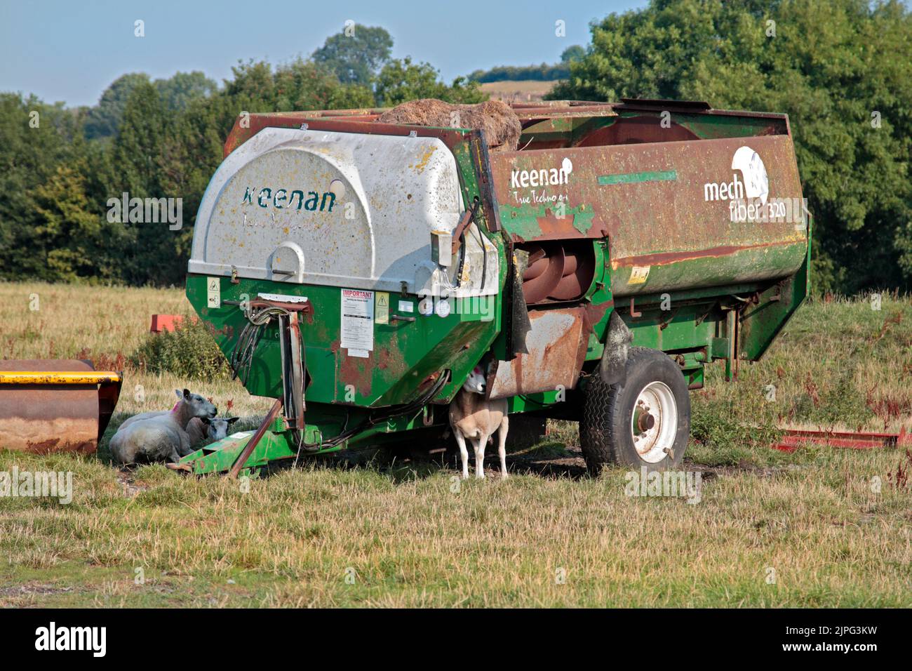 Sheep sheltering sotto disusato Farm Machinery, Coedpoeth, Galles Foto Stock