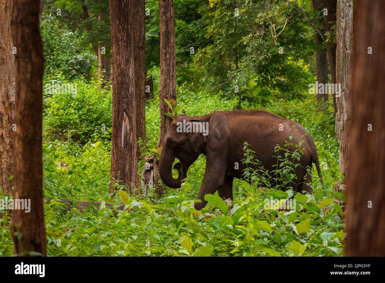 Elefante nella foresta di Kabini, Karnataka, India Foto Stock