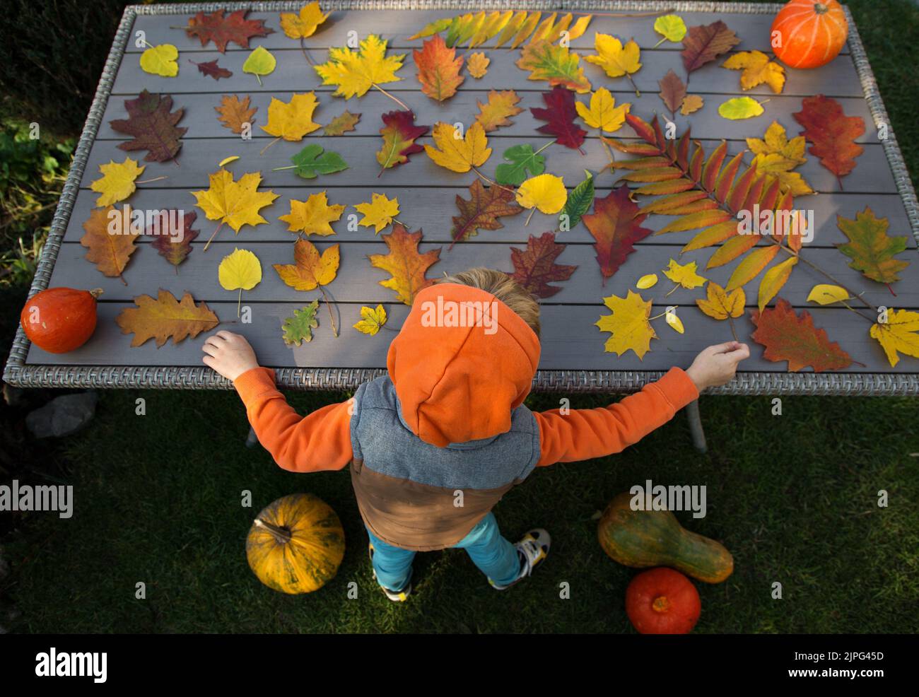 ragazzo con cappuccio irriconoscibile che gioca con molte belle e colorate foglie autunnali disposte sul tavolo. interessante infanzia, autunno umore gioioso. Foto Stock