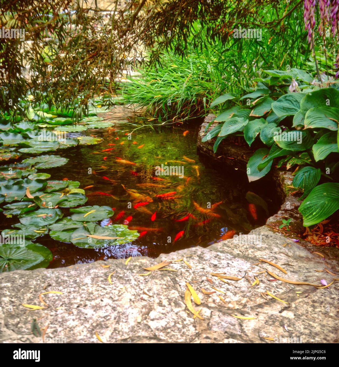 Laghetto di pesci giardino d'acqua con un percorso intorno Foto Stock