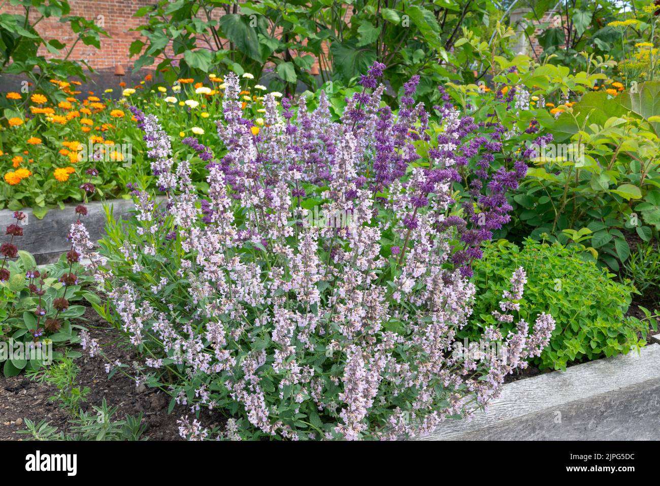 Nepeta (menta) piantato in letti rialzati con erbe e piante annue per attirare insetti impollinanti in un orto. Foto Stock