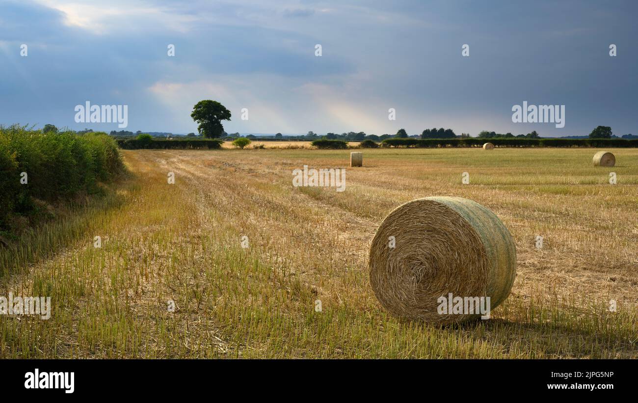 Grandi balle di paglia rotonde sulla campagna panoramica Cornfield (raccolto di terreno agricolo raccolto in estate) e raggi di sole - Long Marston, North Yorkshire, Inghilterra, Regno Unito. Foto Stock