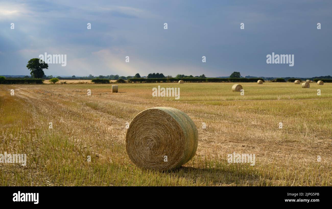 Grandi balle di paglia rotonde sulla campagna panoramica Cornfield (raccolto di terreno agricolo raccolto in estate) e raggi di sole - Long Marston, North Yorkshire, Inghilterra, Regno Unito. Foto Stock
