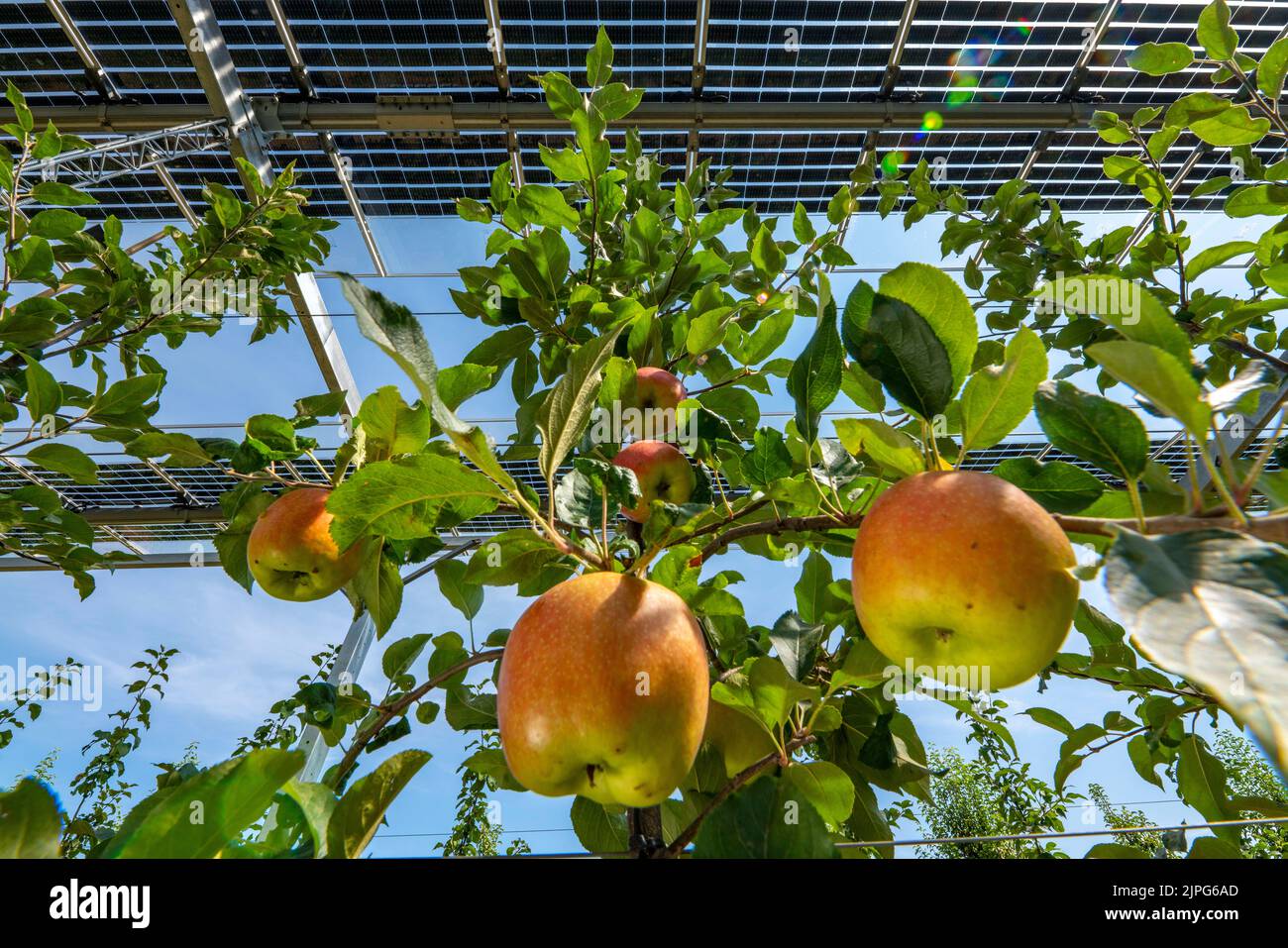 Impianto di test agro-fotovoltaico, un frutteto di mele è stato coperto con due diversi sistemi di moduli FV su un'area di oltre 3000 metri quadrati, rai Foto Stock