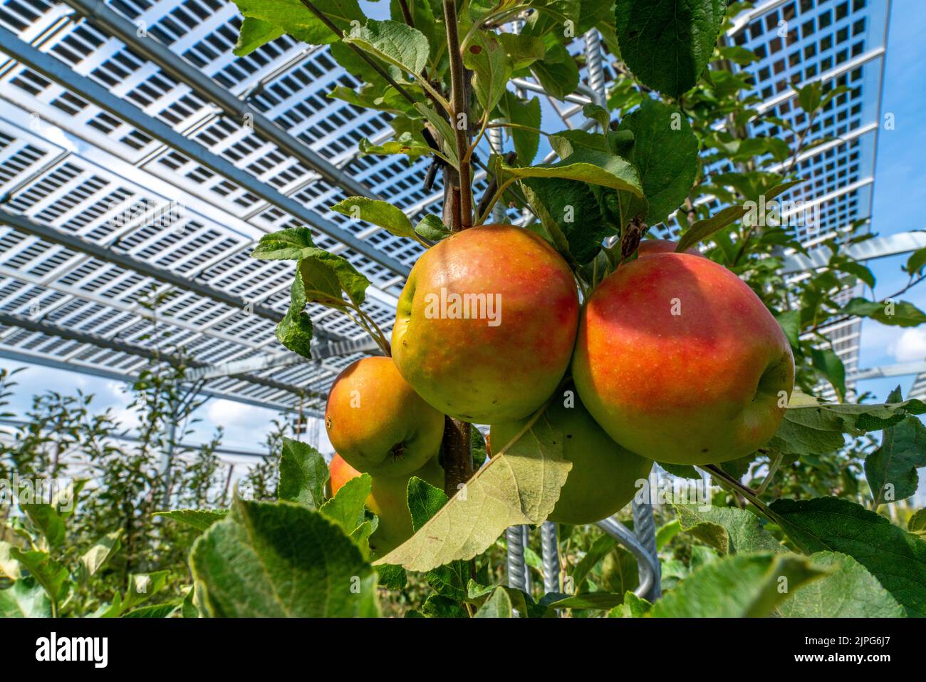 Impianto di test agro-fotovoltaico, un frutteto di mele è stato coperto con due diversi sistemi di moduli FV su un'area di oltre 3000 metri quadrati, rai Foto Stock