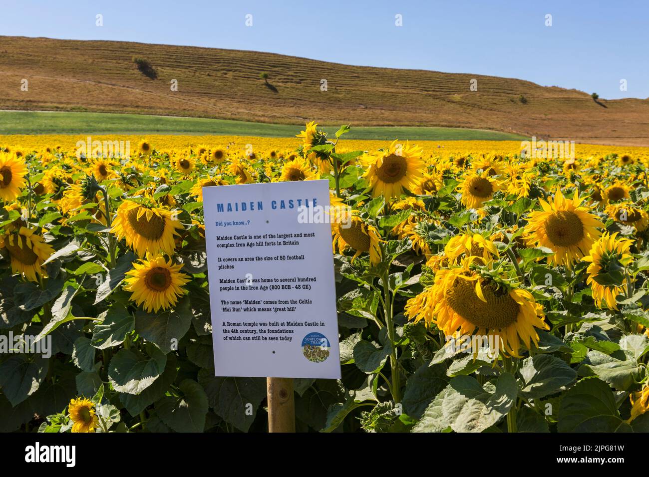 Informazioni sul castello di Maiden nel campo dei girasoli gialli al Dorset Sunflower Trail, Maiden Castle Farm, Dorchester, Dorset UK nel mese di agosto Foto Stock