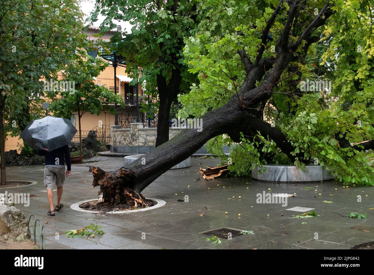 Carrara, Italia - 18 agosto 2022 - l'uomo con l'ombrello cammina accanto ad un albero abbattuto da un tornado a Carrara, Toscana. Foto Stock