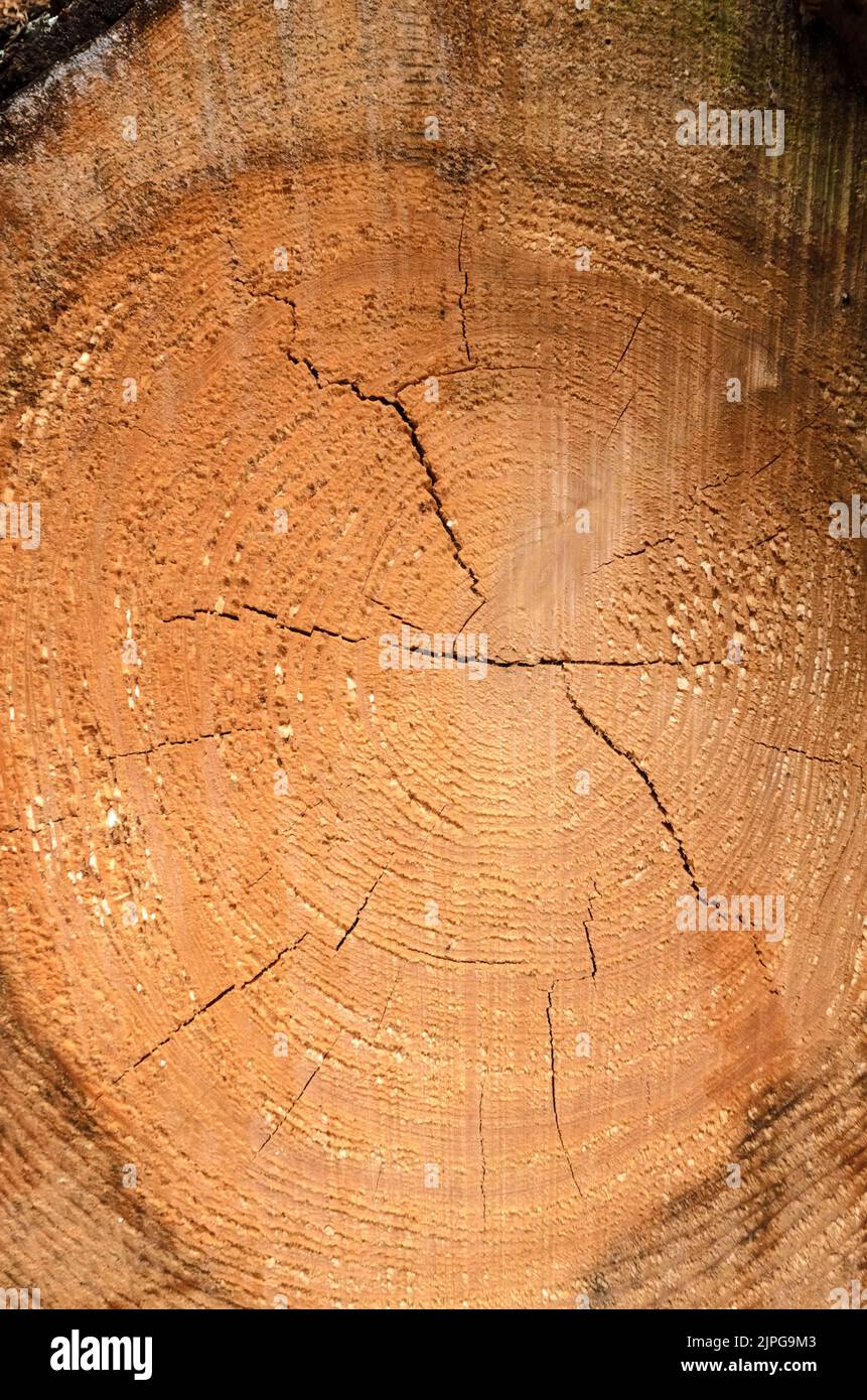 Un tronco d'albero singolo con sezione trasversale e anelli d'età, fondo in legno naturale Foto Stock