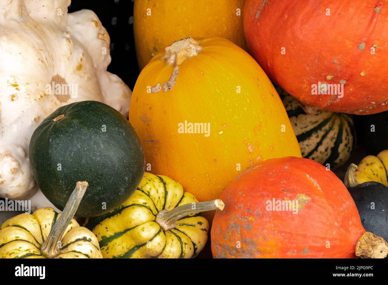 Collezione ricca di immagini di diverse zucche decorative colorate Foto Stock