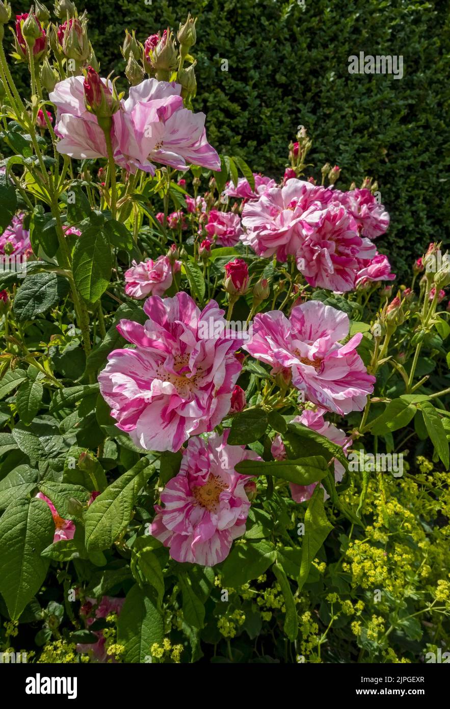 Rosa rosa «Rosa Mundi» rose fiori fiori fiori fiori fioritura al confine con le aiuole del giardino inglese in estate Inghilterra Regno Unito Regno Unito Gran Bretagna Gran Bretagna Foto Stock
