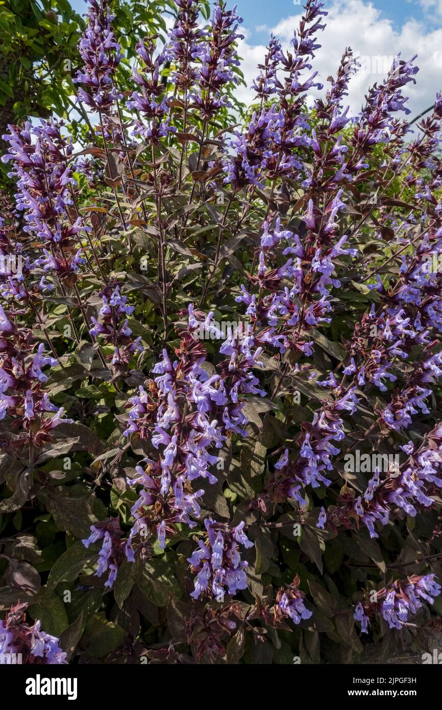 Primo piano di salvia salvia officinalis purea fiori fiore fioritura in una pianta da giardino in estate Inghilterra Regno Unito Gran Bretagna Foto Stock