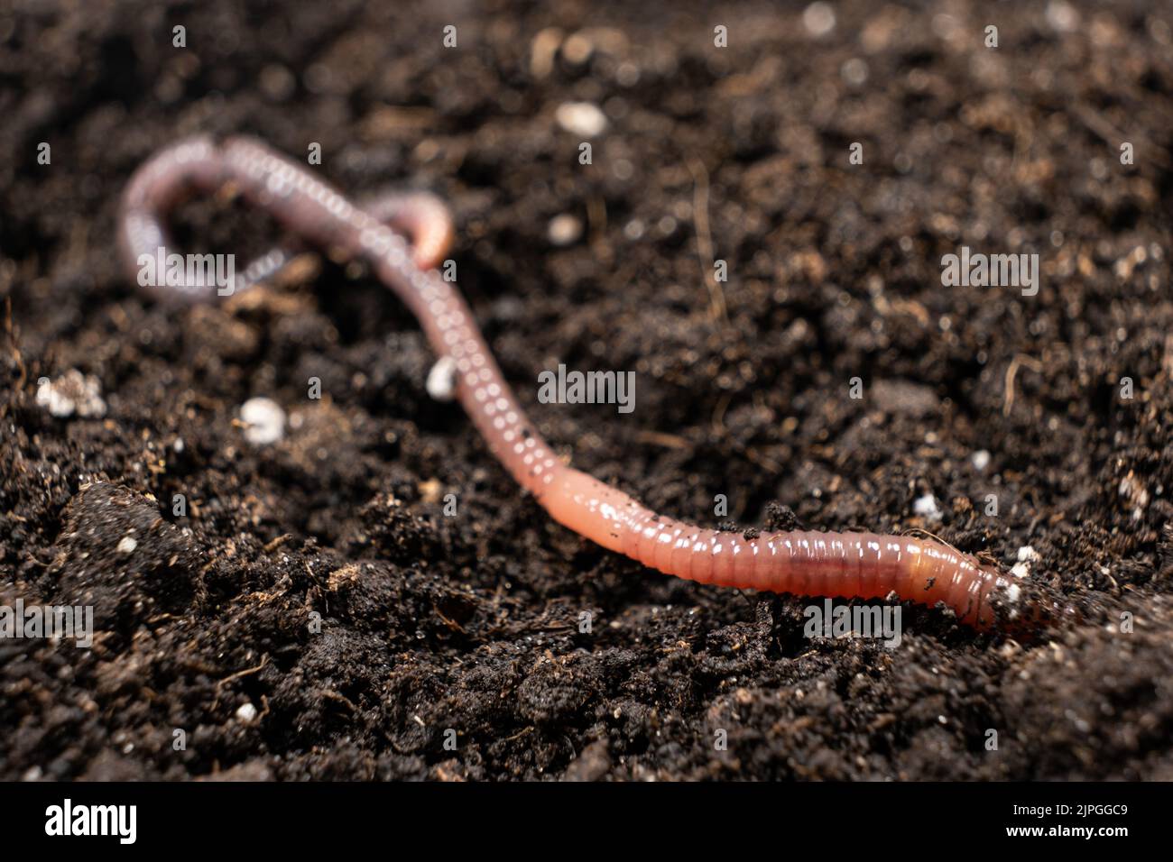 Grande verme di terra bello nel terreno nero, primo piano. Foto Stock