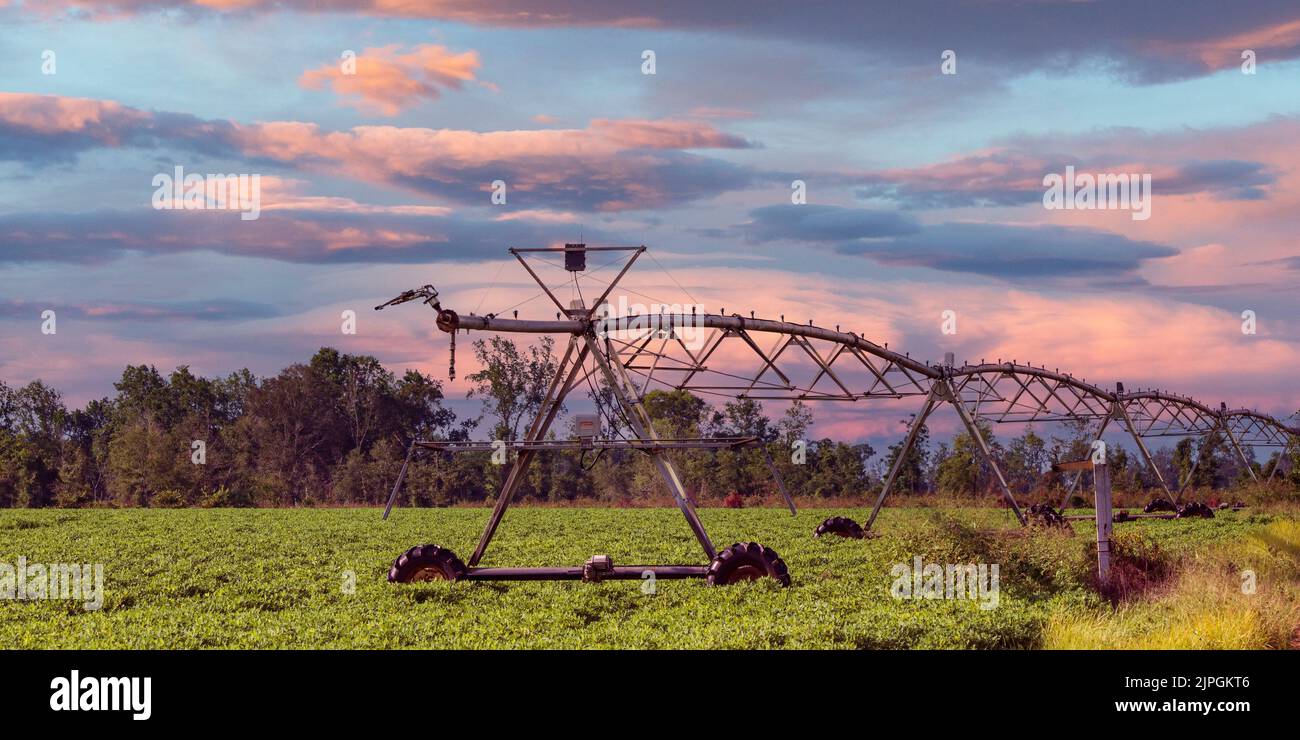 Centro pivot attrezzatura di irrigazione in un campo di arachidi (Arachis hypogaea) nella Georgia meridionale nel mese di agosto con cielo romantico colorato. Foto Stock
