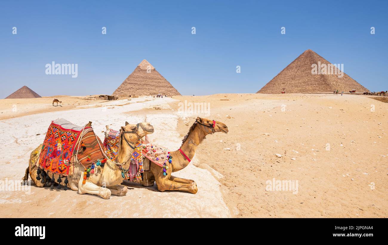 Cammelli con vista sulle piramidi di Giza, Egitto Foto Stock