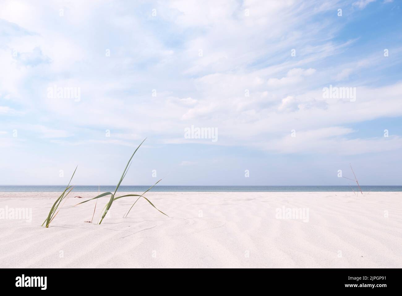 Sfondo spiaggia vuoto. Erba lame su sabbia bianca, Mar baltico, giorno d'estate. Foto Stock