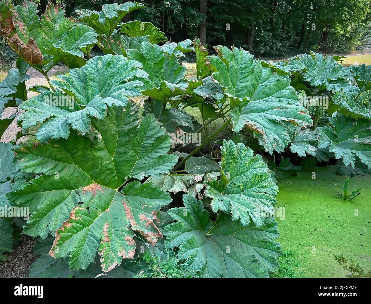 Primo piano all'aperto sull'impressionante rabarbaro gigante brasiliano, Gunnera manicata Foto Stock