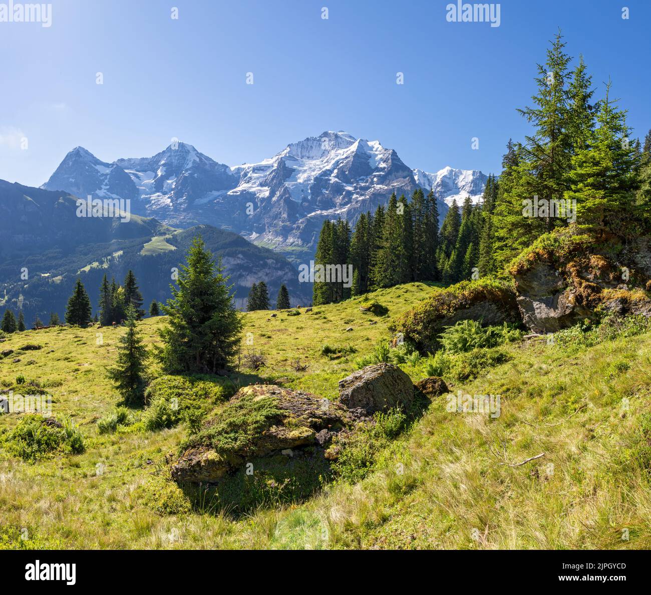 le alpi Bernesi con le cime di Jungfrau, Monch e Eiger sui prati delle alpi. Foto Stock