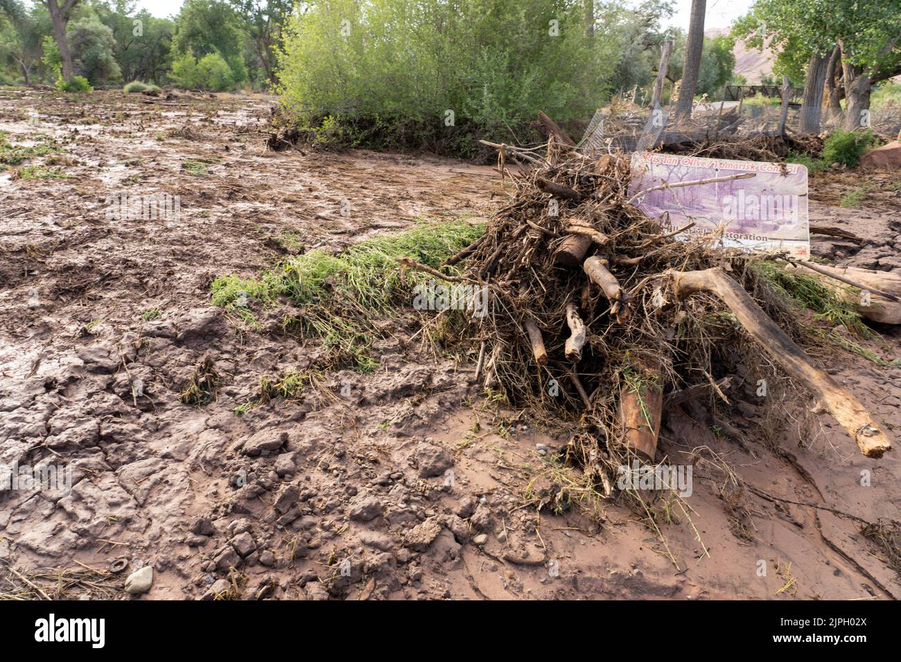 Grave danno di erosione causato da flash allagamento dopo perdita di vegetazione a monte dopo un incendio. Moab, Utah. Foto Stock